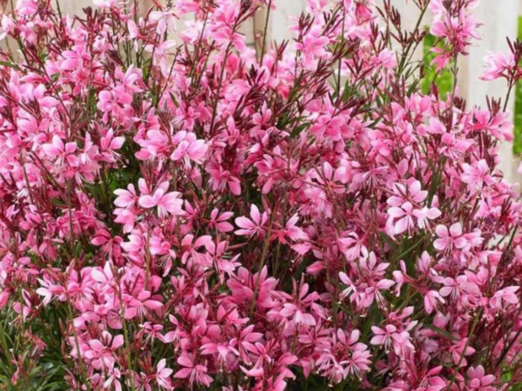 Gaura lindheimerová Baby Butterfly Dark Pink, kont. 0,5 l