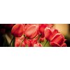 Dimex fototapeta Červené tulipány M-432 | 330 x 110 cm (Vliesová fototapeta | lepidlo zdarma)