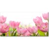 Foto obraz akrylové sklo Ružové tulipány 100x50 cm
