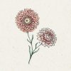 Jora Dahl Helichrysum bracteatum 