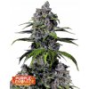 Fast Buds Cannabis Seeds Purple Lemonade FF 5 ks