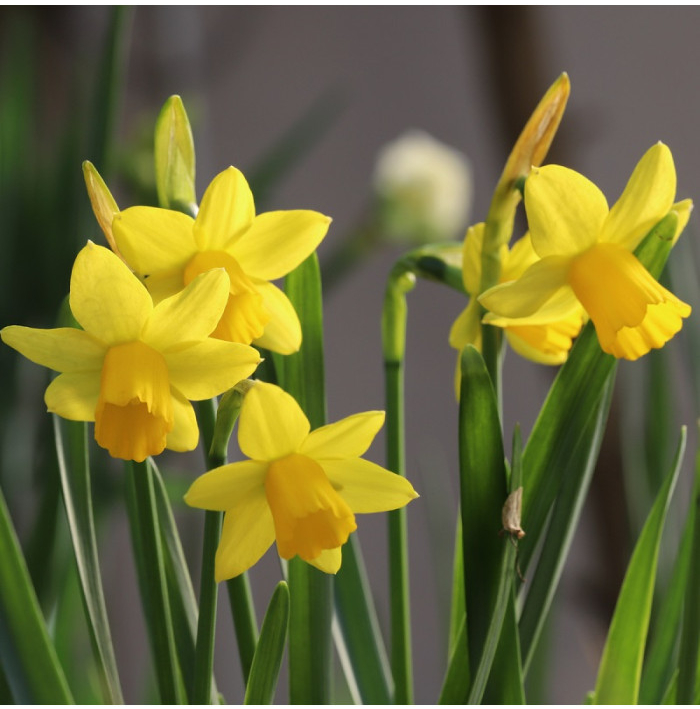 Narcis Tete a Tete - Narcissus Tête-à-Tête - cibuľoviny - 3 ks