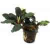 Bucephalandra Alamanda