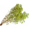Stabilizovaná Gypsophila - Nevestin závoj 80g - svetlozelený