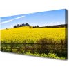 Obraz Canvas Pole rastlina krajina 100x50 cm