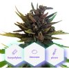 Auto Purple CBD - samokvitnúce semienka Cannapio Premium 5 ks
