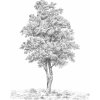 Komar Vliesová fototapeta Arbre 200 x 250 cm