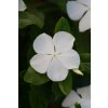 Vinca Catharanthus roseum s rezistenciou voči fytoftóre Valiant Series F1 Pure White 1000 semien