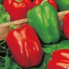 Premium Seeds semená paprika Yolo Wonder skorá odroda sladká 0,5 g
