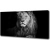Foto obraz na plátne Lev 100x50 cm