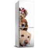 Foto nálepka na chladničku stenu Psy a mačky 60x180 cm