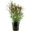 Pogostemon stellata