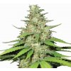 Nirvana Top-44 regular semena neobsahují THC 10 ks