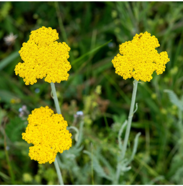 Rebríček túžobníkový Parkers žltý - Achillea filipendulina - semená - 900 ks