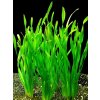 Vallisneria spiralis (Zväzok Ø 2,5 cm)