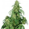 Buddha Seeds Calamity Jane Auto 1 ks Semená neobsahujú THC