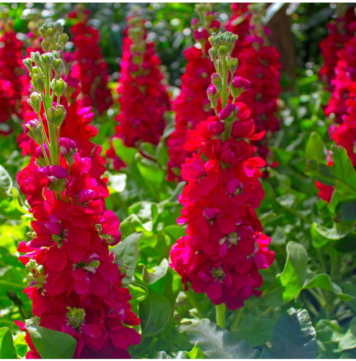 Stračonôžka Carmine King - Delphinium imperialis - semená - 100 ks