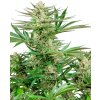 Sensi Seeds Malibu OG Gold Research semena neobsahují THC 5 ks