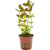 Tropica Bacopa salzmanni 'Purple'