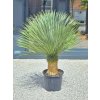 Yucca rostrata vo výške 160 cm, s výškou kmeňa 47 cm