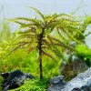Climacium japonicum - Tree Moss