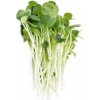 Toraf Microgreens semínka na klíčky - Vojtěška Alfalfa 20 g
