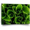 Sablio Obraz Zelené listy - 90x60 cm