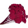 Stabilizované kvety Rebríček - Achillea 200g - purpurová