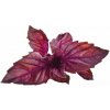 Click and Grow® sadenice Fialová Bazalka