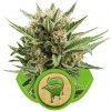 Royal Queen seeds Sweet Skunk Automatic neobsahují THC 3 ks