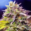 Nirvana Skunk #1 regular semena neobsahují THC 10 ks