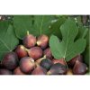 Figovník jedlý (Ficus Carica) ´BROGIOTTO NERO´ - výška 140-160 cm, obvod kmeňa 4/6 cm, kont. C10L (-16°C)