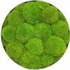 Machový obraz - Kruh - Ball moss Veľkosť rámu: 50cm