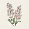 Jora Dahl Matthiola Incana 