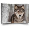 Sablio Obraz Vlk 2 - 60x40 cm