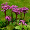 Bergénia srdcovitolistá´ROTBLUM´ ružová k9 Bergenia cordifolia