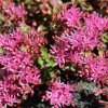 Rozchodník pochybný Voodoo - Sedum spurium - semená - 50 ks