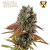 Seedstockers Superior - Big Yeti 5 ks - Semená neobsahujú THC