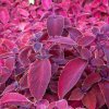 Africká pŕhľava Wizard Velvet Red - Coleus blumei - semená africkej pŕhľavy - 30 ks