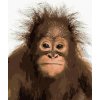 ZUTY Maľovanie podľa čísel MLADÝ ORANGUTÁN Rámovanie bez rámu a bez vypnutia plátna Rozmer 80 x 100 cm