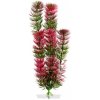 JK ANIMALS Red Anacharis 18-21 cm