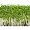 Žerucha záhradná Dánska - Lepidium sativum - semená - 850 ks