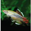 Kardinálka čínska 20 ks - Tanichthys albonubes