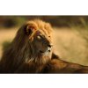 DIMEX fototapeta Lev MS-5-0231 - 375 x 250 cm (150g VLIES - LEPIDLO ZADARMO)