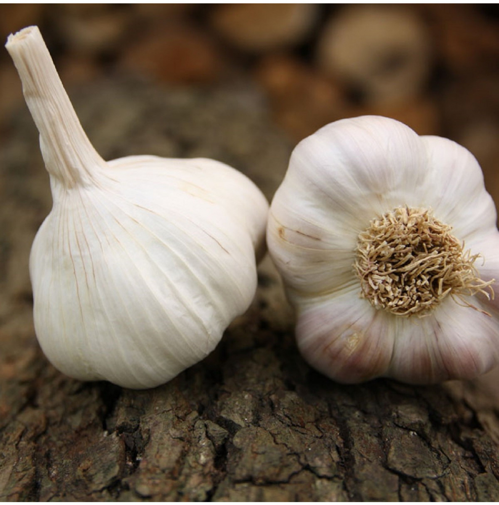 Sadbový cesnak Benátčan - Allium sativum - nepaličiak - predaj cesnaku - 1 balenie