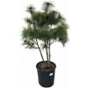 Borovica hladká Radiata, multikmeň, výška 100-120 cm, kvetináč 25 l