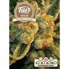 FAIR SEEDS Bubble Gum semena neobsahují THC 3 ks