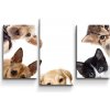 Sablio Obraz - 3-dílný Šteniatka a mačiatka - 75x50 cm