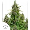 Dutch Passion - Auto Mazar 100 ks - Semená neobsahujú THC.