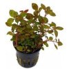 Ludwigia sp. Mini super RED